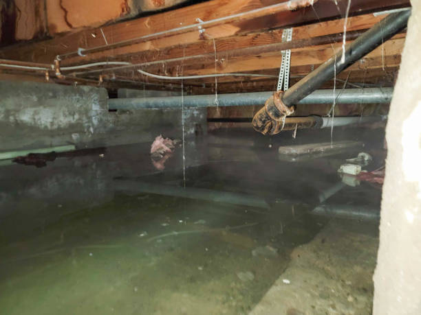 Best Local water damage restoration  in Bensville, MD